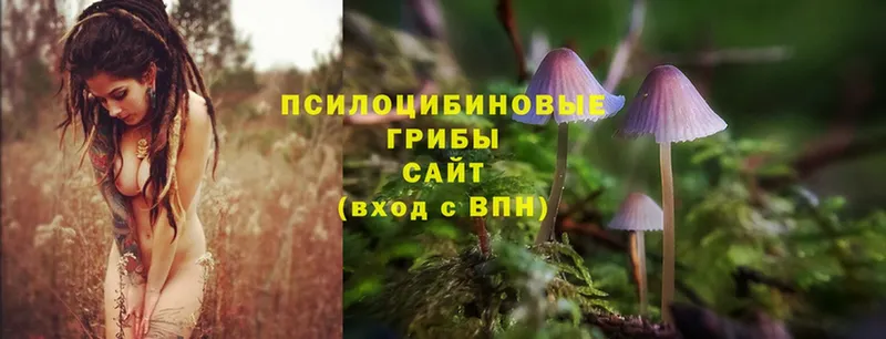 как найти наркотики  Геленджик  Галлюциногенные грибы Psilocybe 